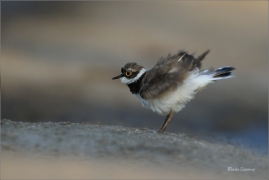 <p>KULÍK ŘÍČNÍ (Charadrius dubius) jižní Morava ---- /Little ringed plover - Flussregenpfeifer/</p>